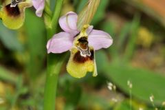 Ophrys tenthredinifera subsp. neglecta (Parl.) E.G.Camus