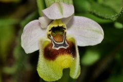 Ophrys tenthredinifera subsp. neglecta (Parl.) E.G.Camus