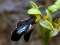 Ophrys x capoliverii Iamonico, Forbicioni & Frangini