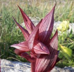 Serapias orientalis subsp. apulica H. Baumann & Künkele