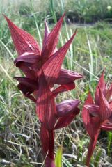 Serapias orientalis subsp. apulica H. Baumann & Künkele