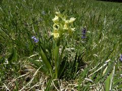 Dactylorhiza sambucina (L.) Soo'