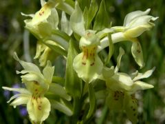 Dactylorhiza sambucina (L.) Soo'