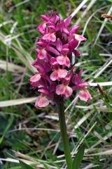 Dactylorhiza sambucina (L.) Soo'