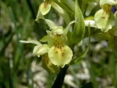 Dactylorhiza sambucina (L.) Soo'