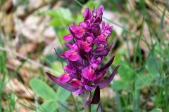 Dactylorhiza sambucina (L.) Soò