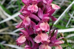 Dactylorhiza sambucina (L.) Soo'