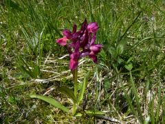 Dactylorhiza sambucina (L.) Soo'