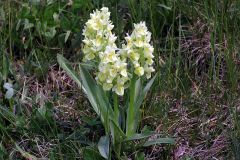 Dactylorhiza sambucina (L.) Soò