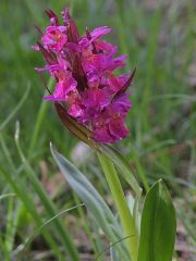 Dactylorhiza sambucina (L.) Soo'