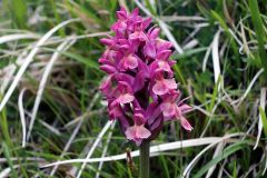 Dactylorhiza sambucina (L.) Soò