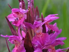 Dactylorhiza sambucina (L.) Soo'