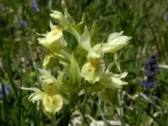 Dactylorhiza sambucina (L.) Soo'