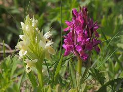 Dactylorhiza sambucina (L.) Soo'