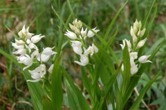 Cephalanthera longifolia (L.) Fritsch