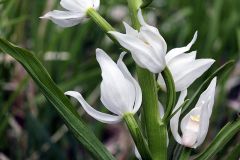 Cephalanthera longifolia (L.) Fritsch