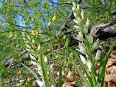 Cephalanthera longifolia (L.) Fritsch