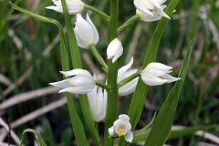 Cephalanthera longifolia (L.) Fritsch