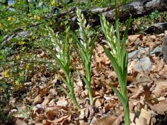 Cephalanthera longifolia (L.) Fritsch