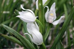 Cephalanthera longifolia (L.) Fritsch