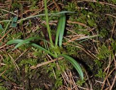 Dactylorhiza romana subsp. romana (Sebastian.) Soò