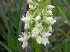 Dactylorhiza romana subsp. romana (Sebastian.) Soò