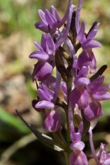 Dactylorhiza romana subsp. romana (Sebastian.) Soò