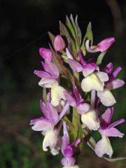 Dactylorhiza romana subsp. romana (Sebastian.) Soò