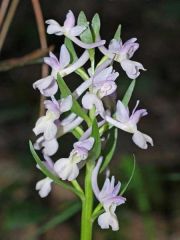 Dactylorhiza romana subsp. romana (Sebastian.) Soò