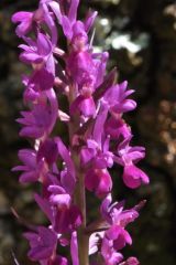 Dactylorhiza romana subsp. romana (Sebastian.) Soò