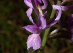 Dactylorhiza romana subsp. romana (Sebastian.) Soò