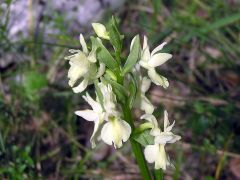 Dactylorhiza romana subsp. romana (Sebastian.) Soò