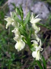 Dactylorhiza romana subsp. romana (Sebastian.) Soò