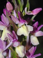 Dactylorhiza romana subsp. romana (Sebastian.) Soò