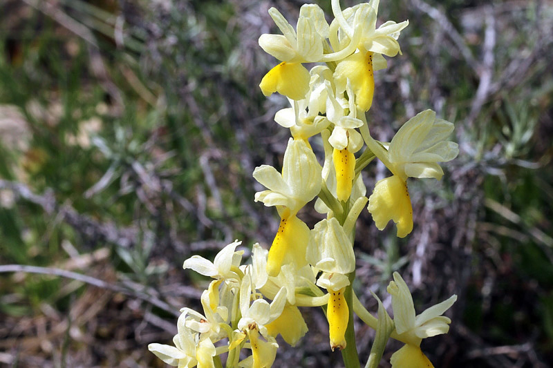 Orchis pauciflora Ten.