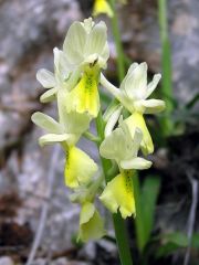 Orchis pauciflora Ten.