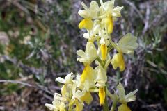 Orchis pauciflora Ten.