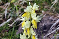 Orchis pauciflora Ten.