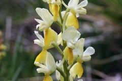 Orchis pauciflora Ten.