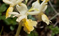 Orchis pauciflora Ten.