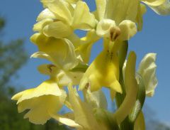 Orchis pauciflora Ten.