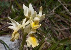 Orchis pauciflora Ten.