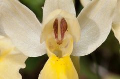 Orchis pauciflora Ten.