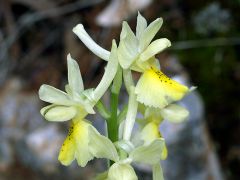 Orchis pauciflora Ten.