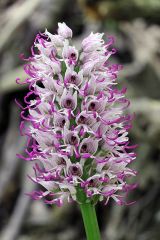 Orchis simia Lam.