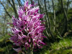 Orchis simia Lam.