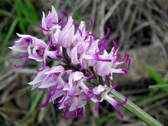 Orchis simia Lam.