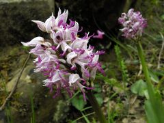 Orchis simia Lam.