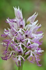 Orchis simia Lam.