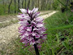 Orchis simia Lam.